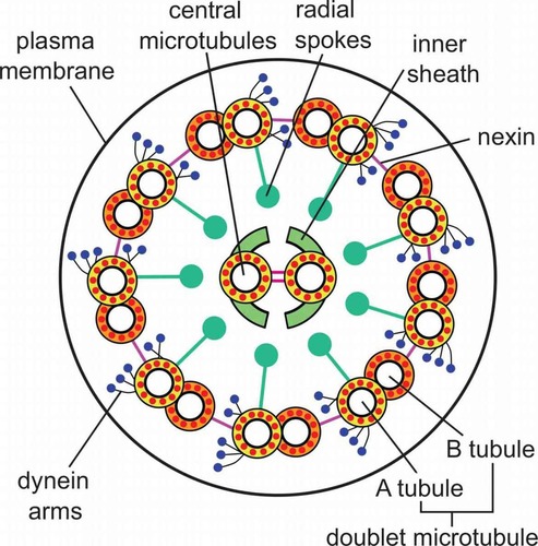 <p>Cilia and flagella share the same structure, composed of nine pairs of microtubules forming an outer ring, with two microtubules in the center</p>