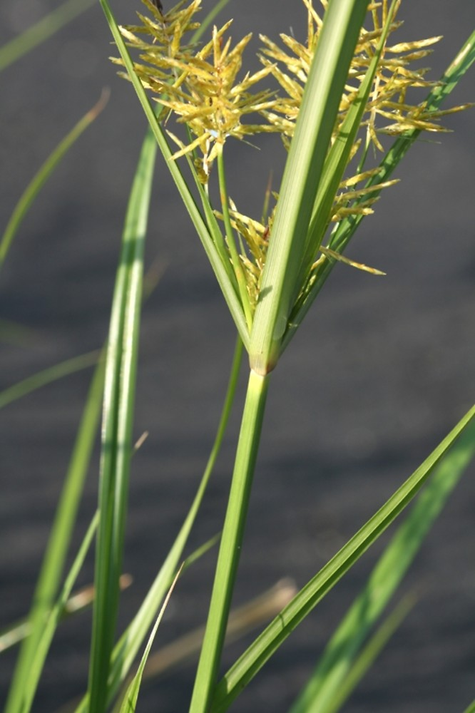 Yellow nutsedge:

TRIANGLE STEM, yellow spike flowers, thrive in disturbed areas
