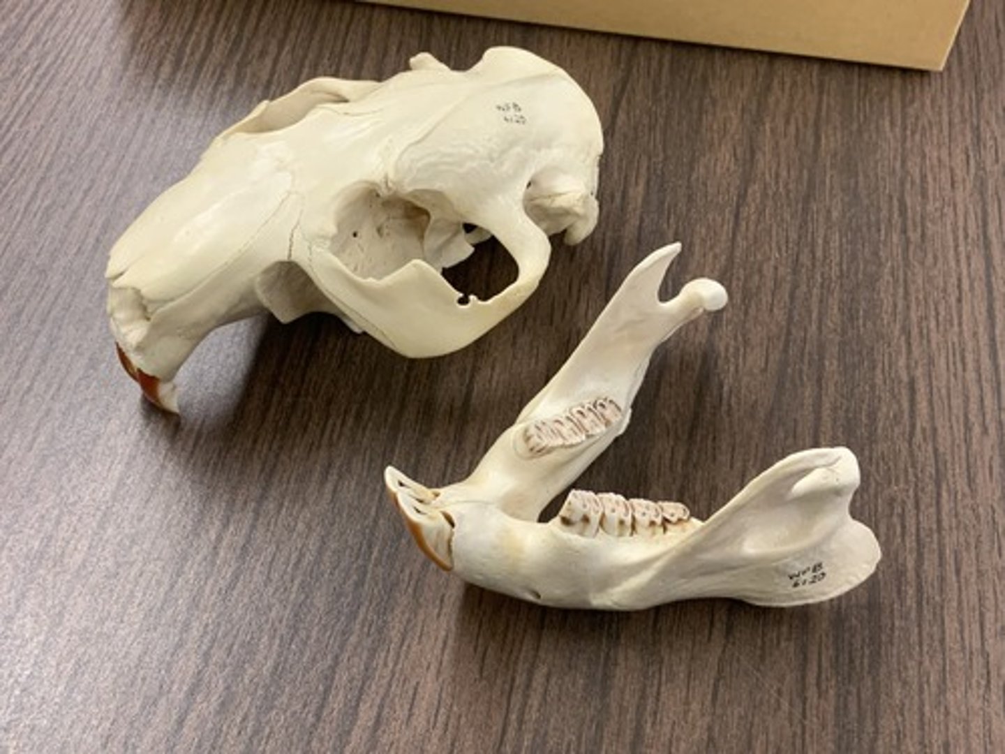 <p>Genus, species</p><p>-lophodont teeth</p><p>-zygomatic plate</p>