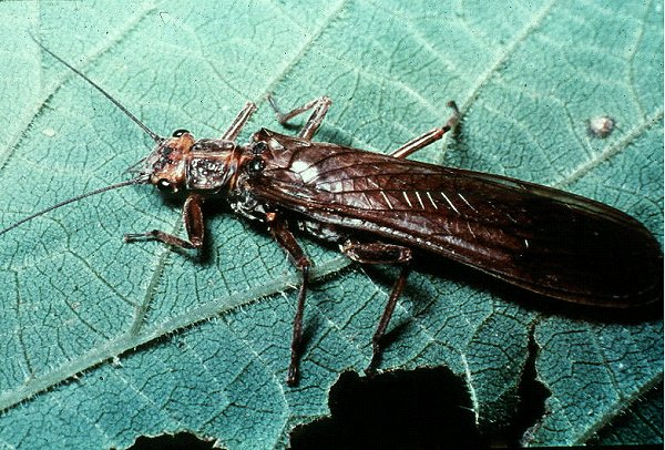 <p>What is the order of this? Defining characters</p>