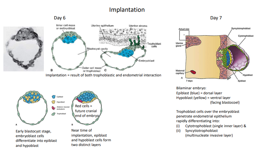 <p>On day 6, trophoblasts attach to the endometrium. In the early blastocyst stage, embryoblasts differentiate into epiblasts and hypoblasts. Near implantation, these form two distinct layers. At day 7, trophoblasts penetrate the endometrial epithelium, rapidly differentiating into inner cytotrophoblasts and outer syncytiotrophoblasts.</p>