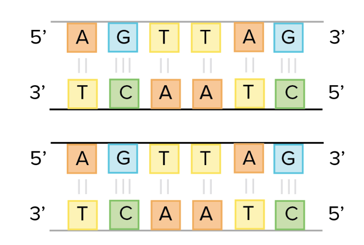 <p>two identical DNA molecules that are EXACT copies of the original </p>