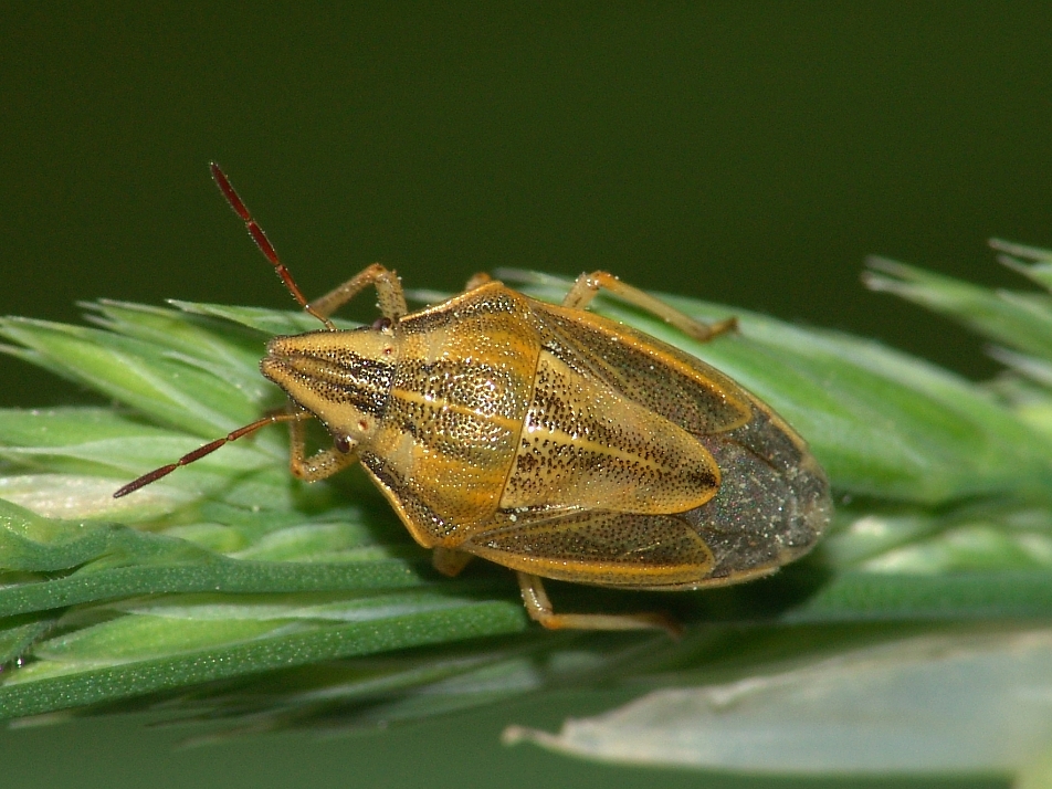 <p>Pterygota </p><p>Hemiptera </p><p>Heteroptera </p><p>Pentatomidae </p><p>Aelia acuminata</p>