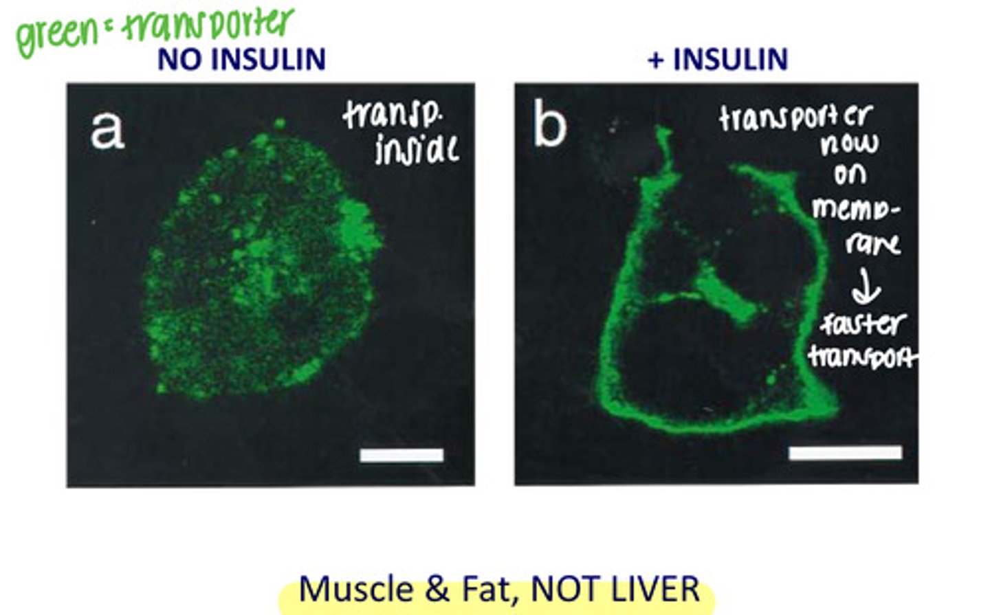 <p>Increasing # receptors on plasma membrane</p>