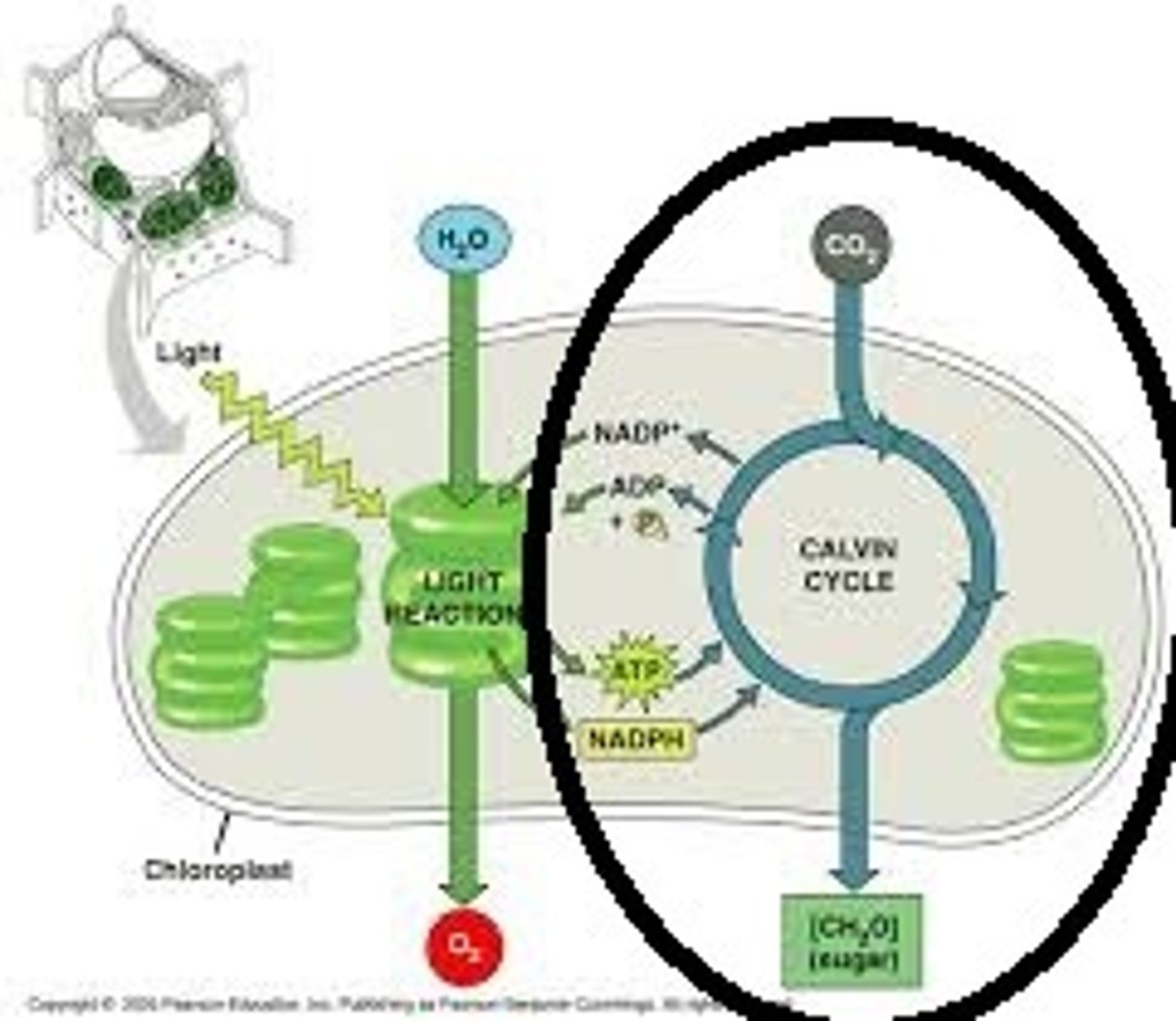 <p>reactions of photosynthesis in which energy from ATP and NADPH is used to build high-energy compounds such as sugars from CO2 from the atomosphere</p>