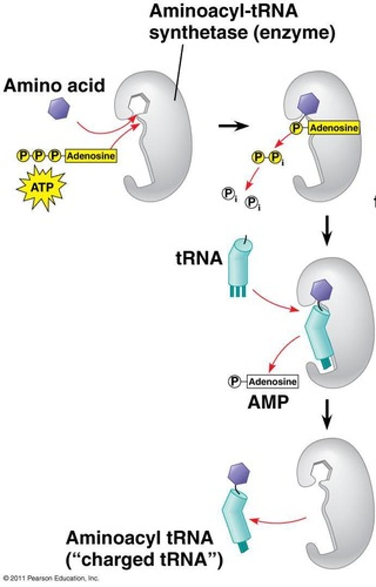<p>Enzymes linking amino acids to tRNAs.</p>