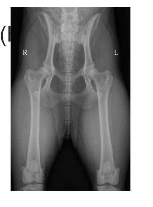 <p>Hip dysplasia what happens</p>