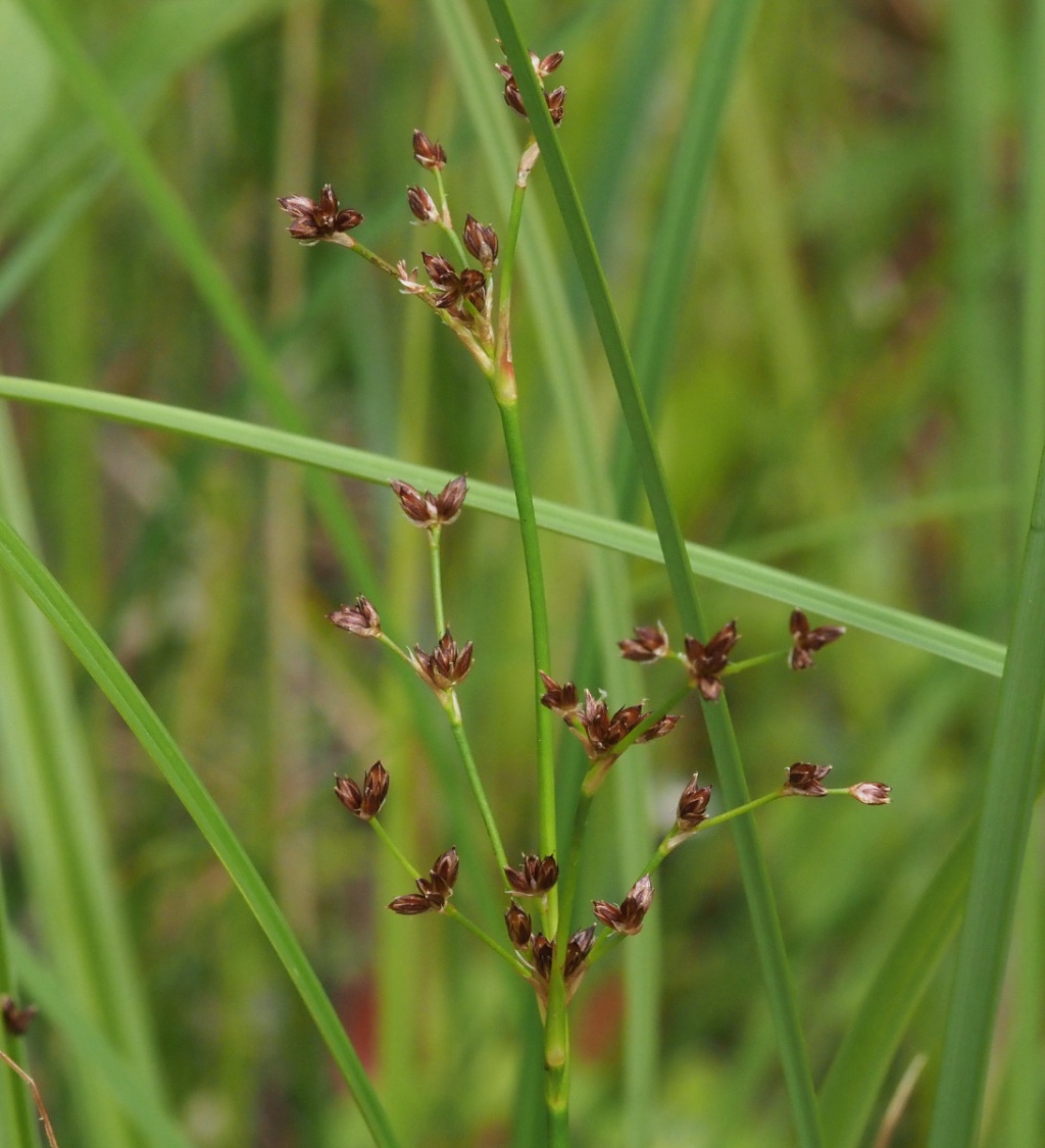 <p>Jointed rush</p>