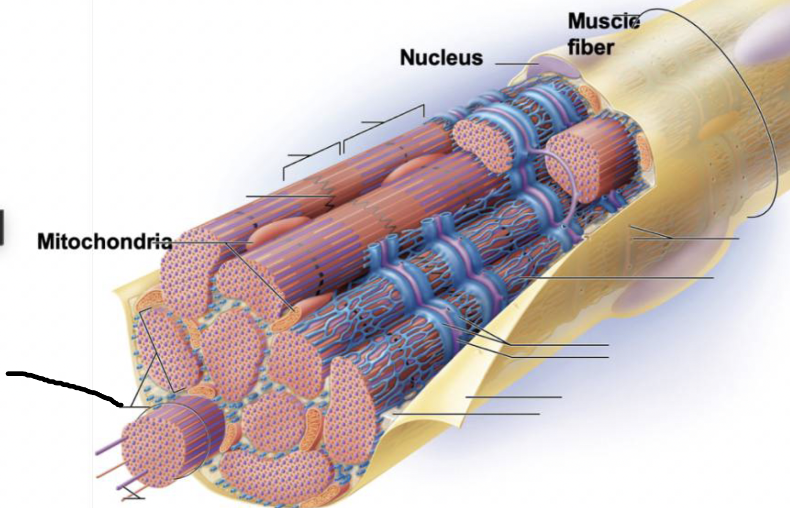 <p>what muscle feature is this?!</p>