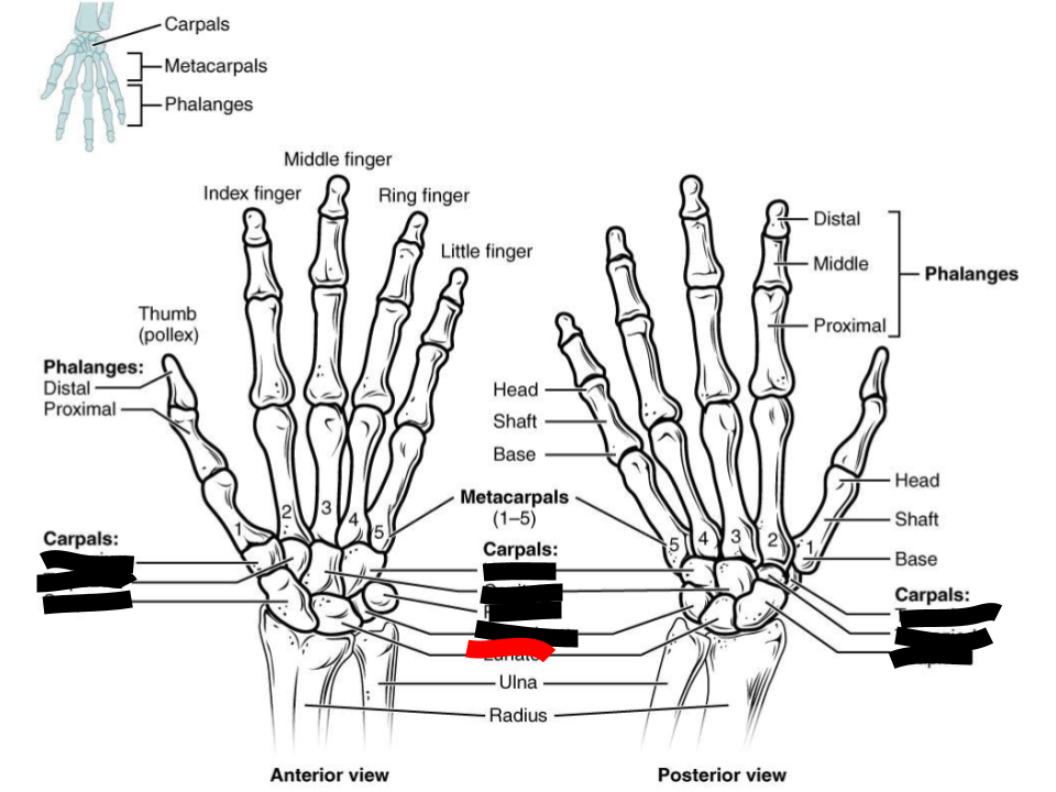 <p>carpals</p>