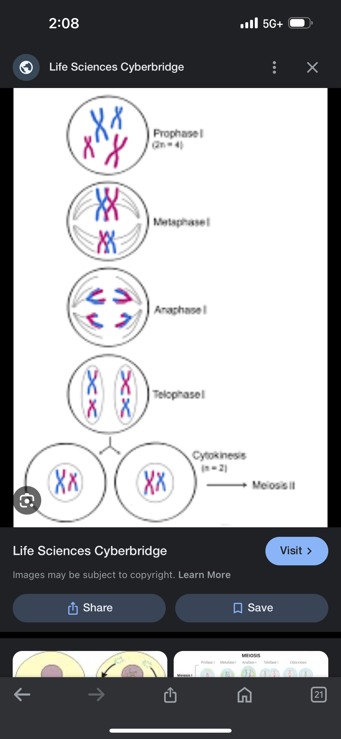<p>Prophase 1- chromosome thicken</p><p>Metaphase 1- tetrads migrate toward middle</p><p>Anaphase 1- homologous chromosomes separate and move towards opposite sides</p><p>Telophase 1- cells now haploid, nuclear membrane begins to form</p><p></p><p></p>