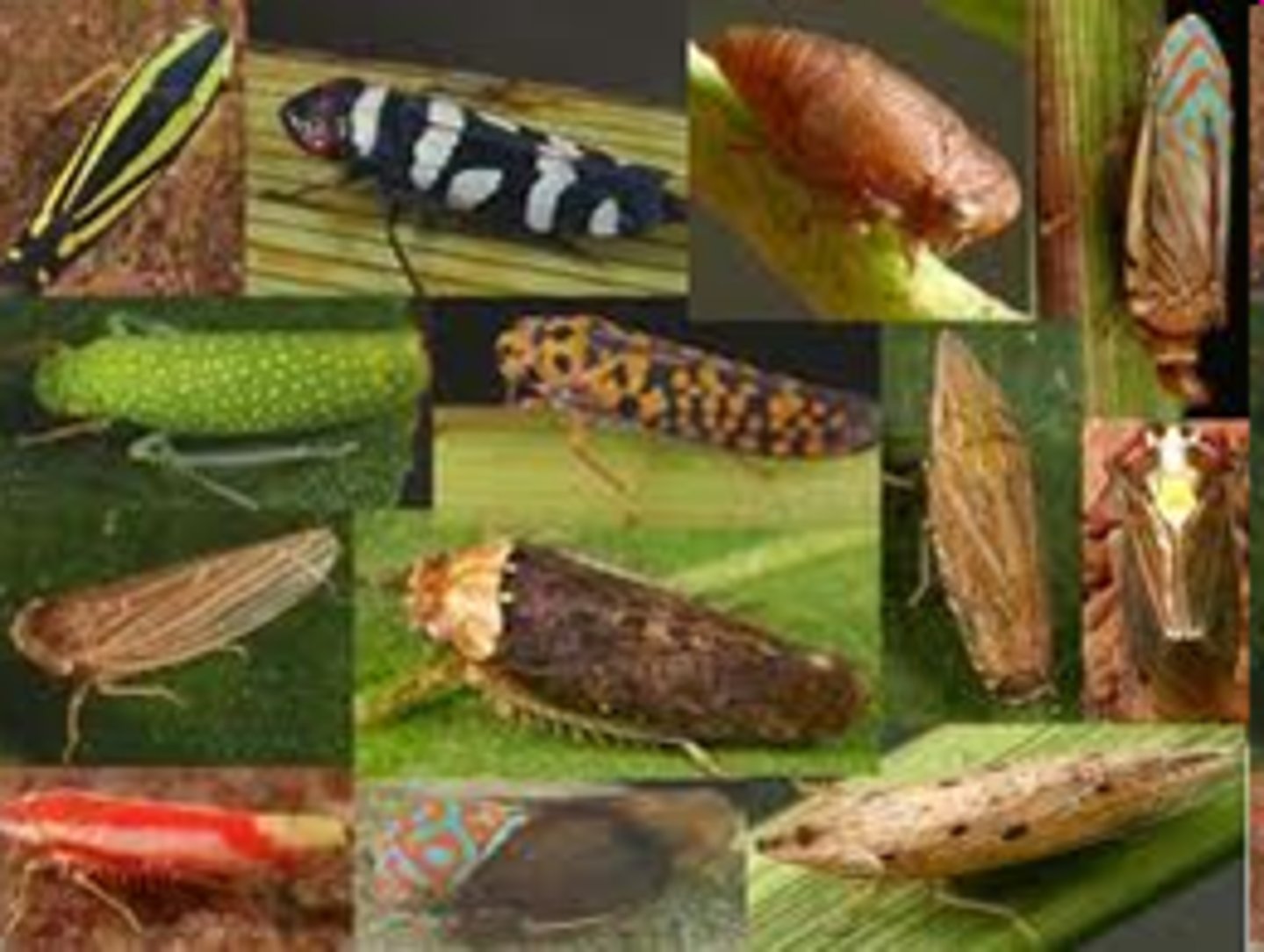 <p>-(hemi = half, pterón = wing)</p><p>-Insect group known as true bugs with piercing/sucking mouthparts</p><p>-cicadas, aphids, bed bugs, kissing bug, lice.</p>