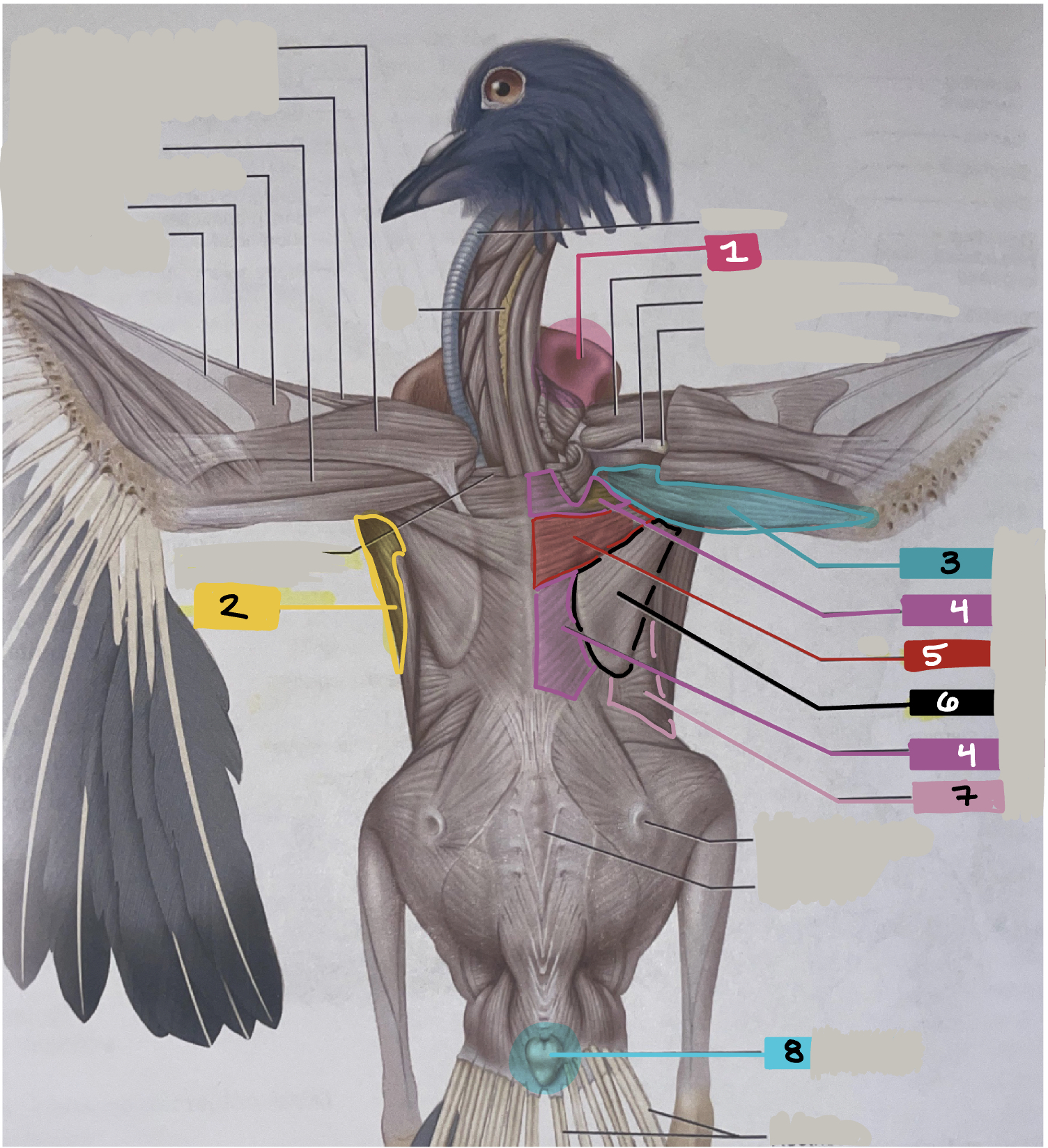 What muscle in the bird is #7?