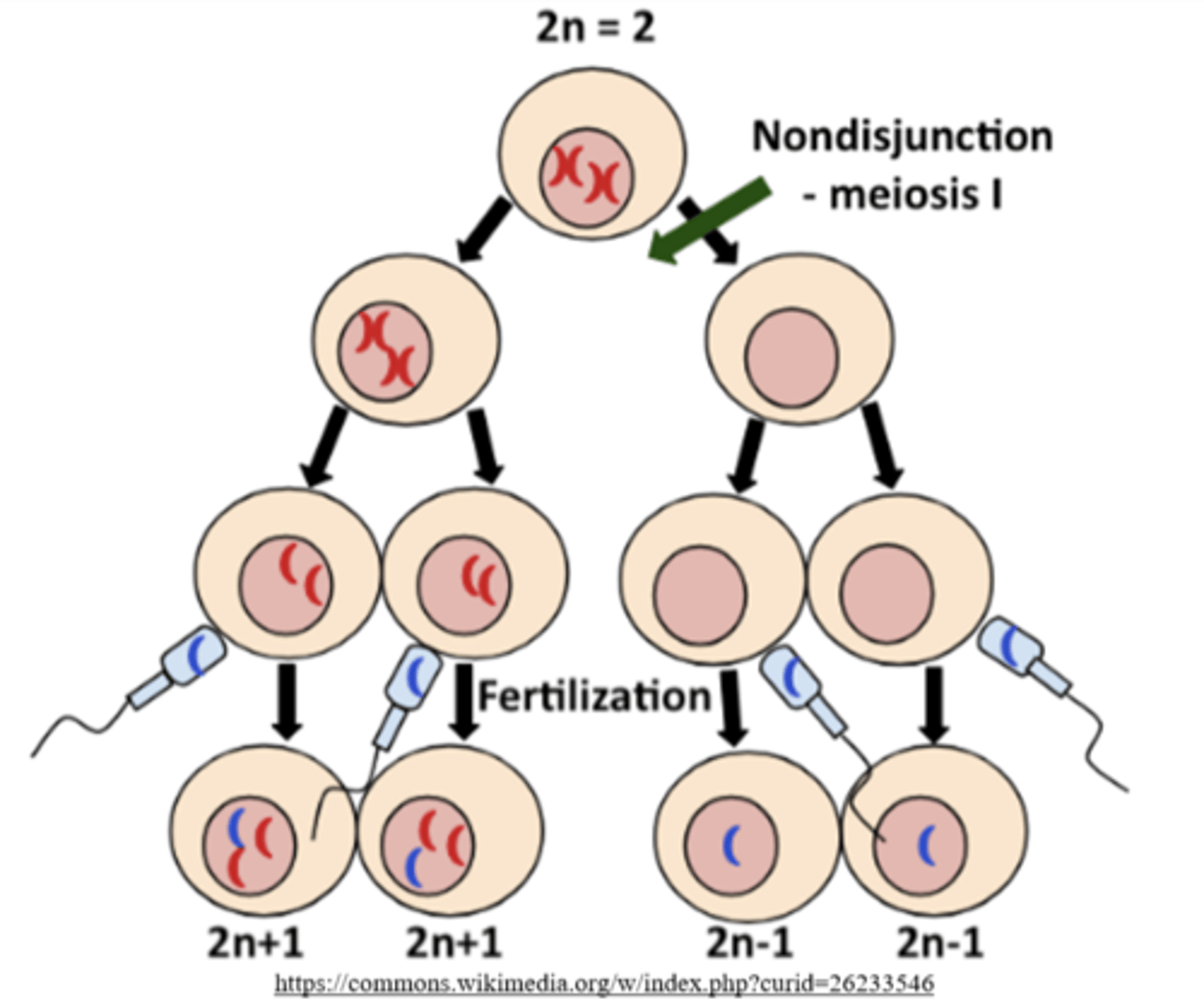 <p>n+1, n+1, n-1, n-1</p>