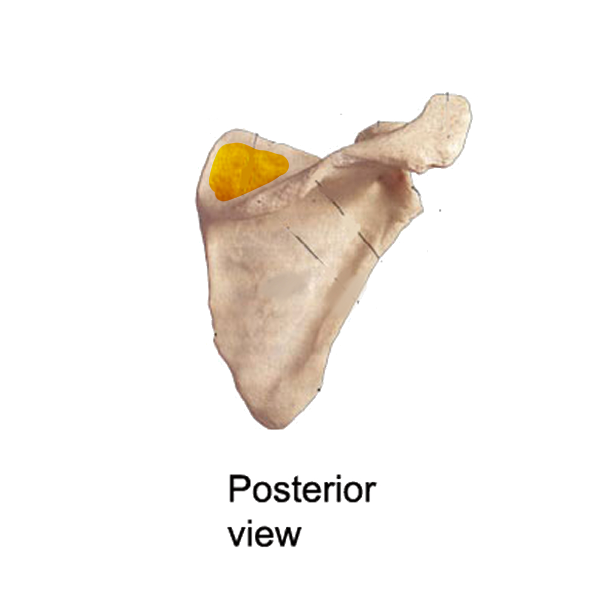 <p>Name the highlighted portion of the scapula</p>