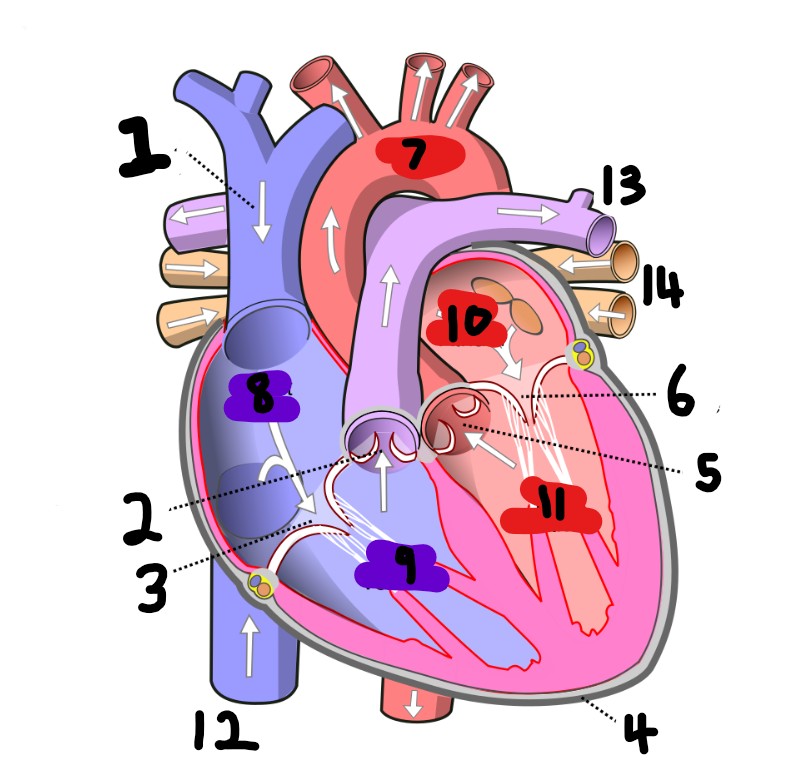 <p>What is number 13? </p>