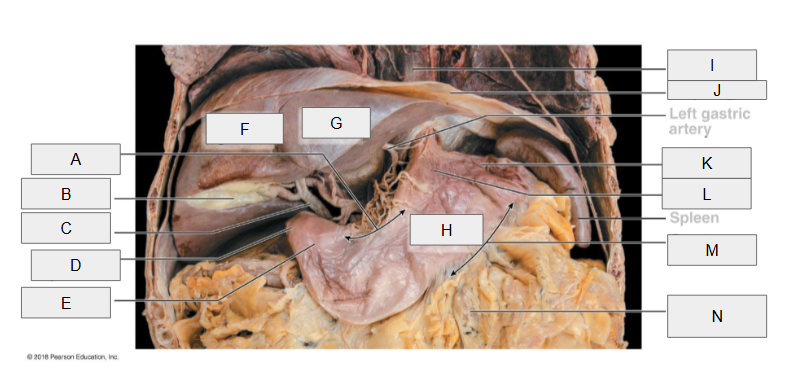 <p>H</p>