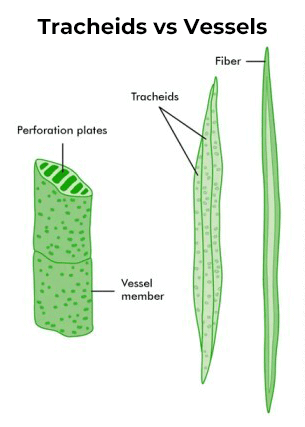 <p>Tracheids</p>