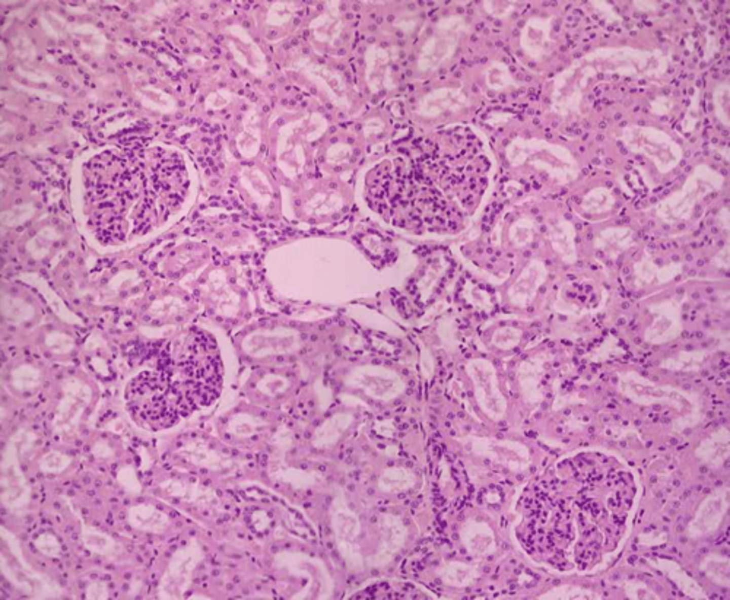 <p>identify renal corpuscle/renal tubule</p>