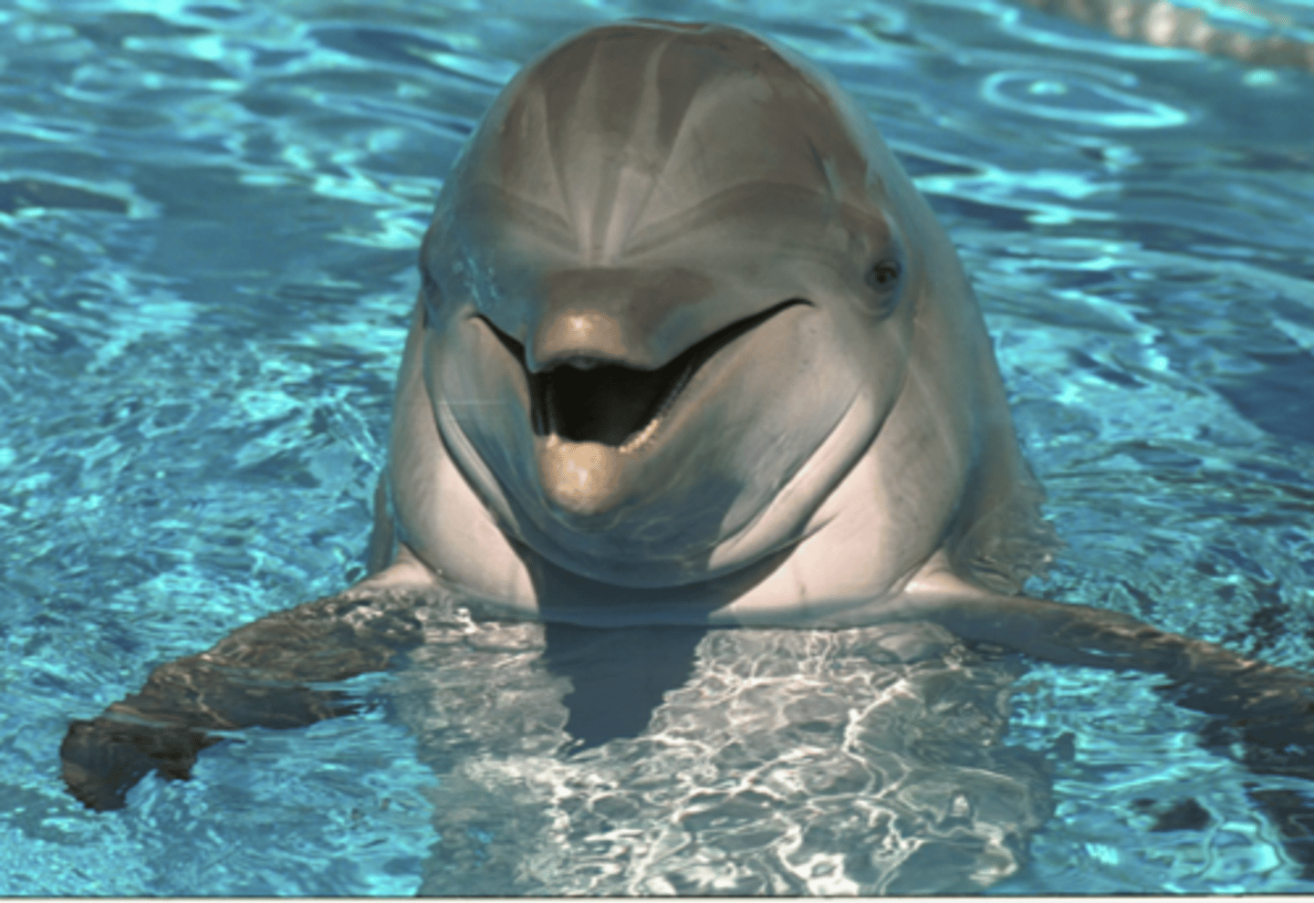 <p>I am a highly intelligent marine dwelling mammal. I am part of the family o f toothed whales that include orcas and pilot whales. I am a carnivore and my favorite foods are squid and fish. I give birth to live young.</p>