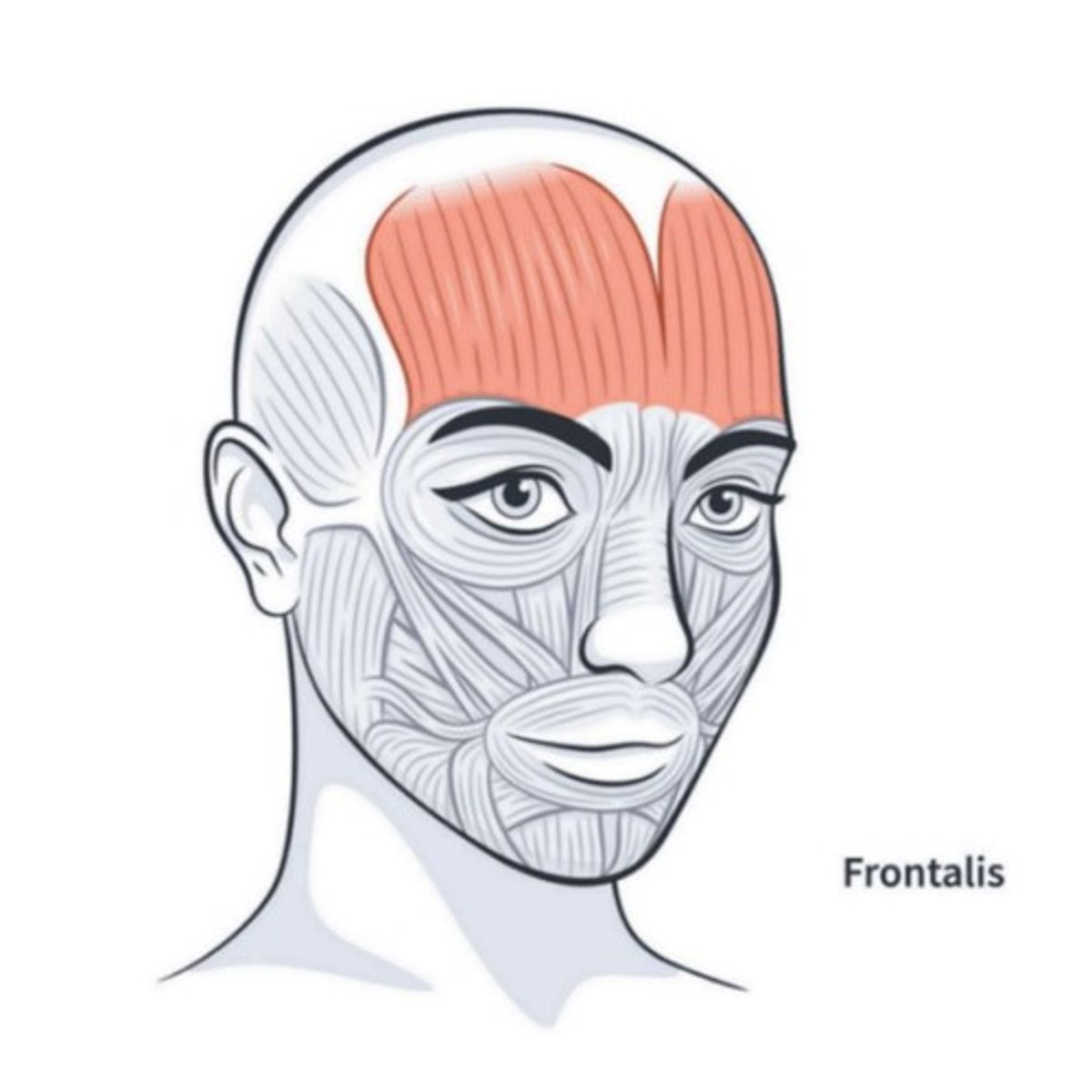 <p>Location: On the front of the head, In the forehead. Bones Associated: Frontal Bone on the Cranium. Origin: Epicranal Aponeurosis. Insertion: Skin of the eyebrows, blends in with Orbicularis Oculi.</p>