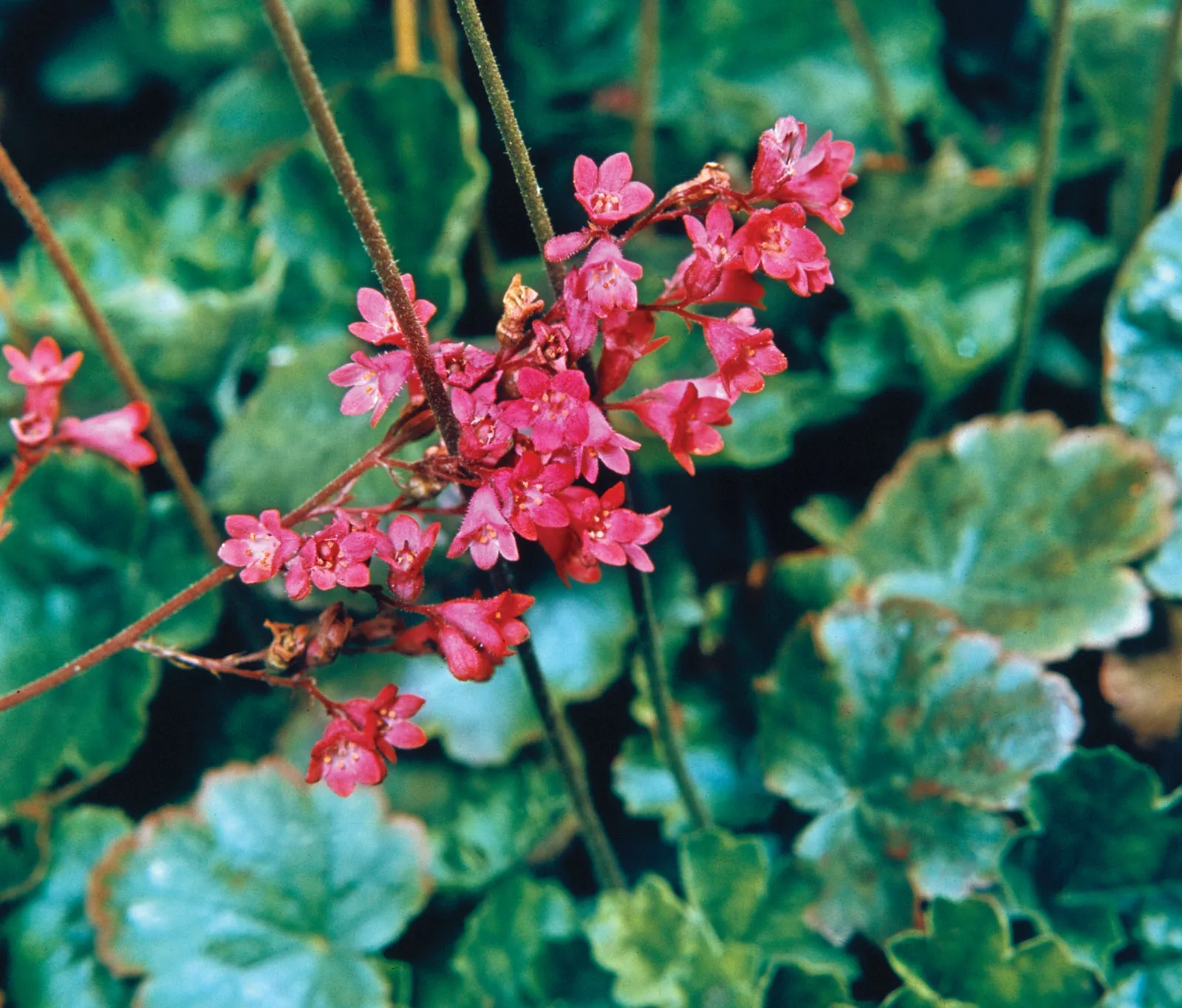 <p>What family does this plant belong to?</p>