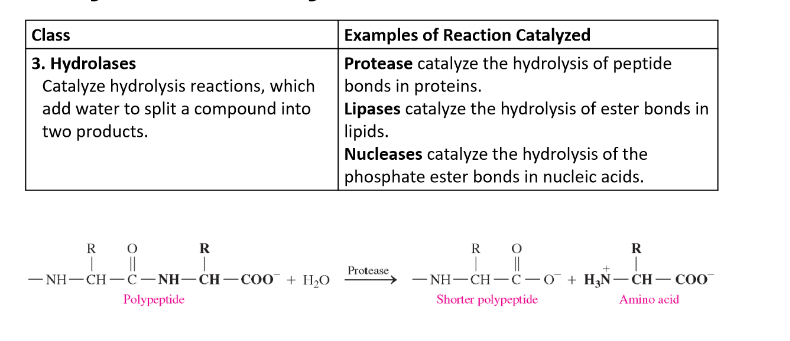<ul><li><p>catalyze hydrolysis (addition of water) reactions</p></li><li><p>add water to split a compound into two products</p></li></ul>