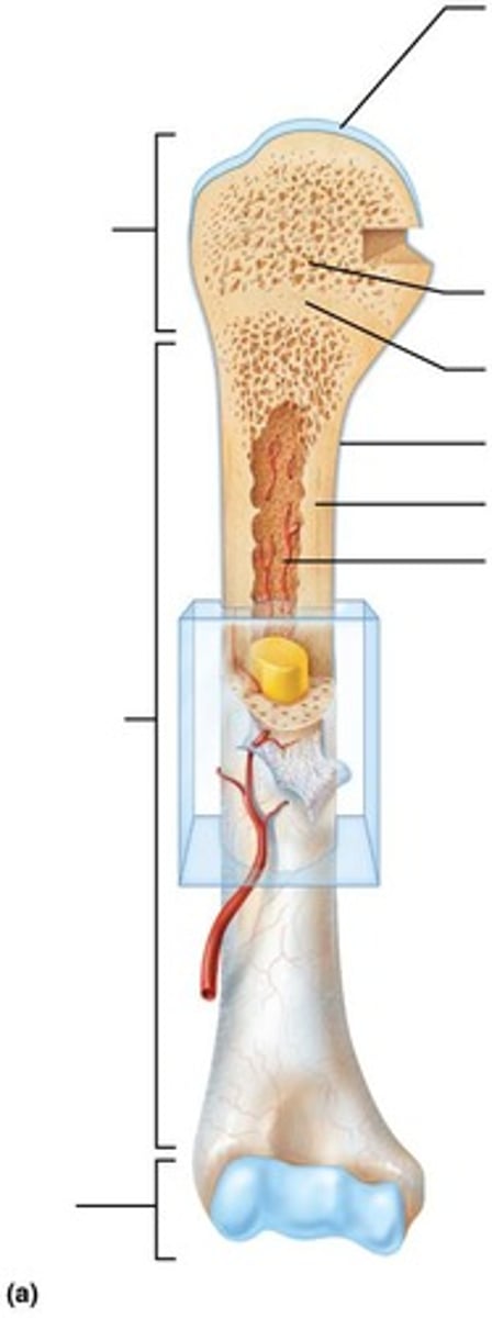 <p>Bone marrow responsible for blood cell production.</p>