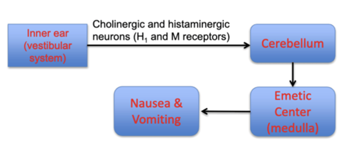 <p>-mediated by the inner ear and increased cholinergic/histaminergic neurotransmission</p><p>drugs</p><p>- scopolamine (muscarinic receptor antagonist)</p><p>- meclizine, dimenhydrinate</p>