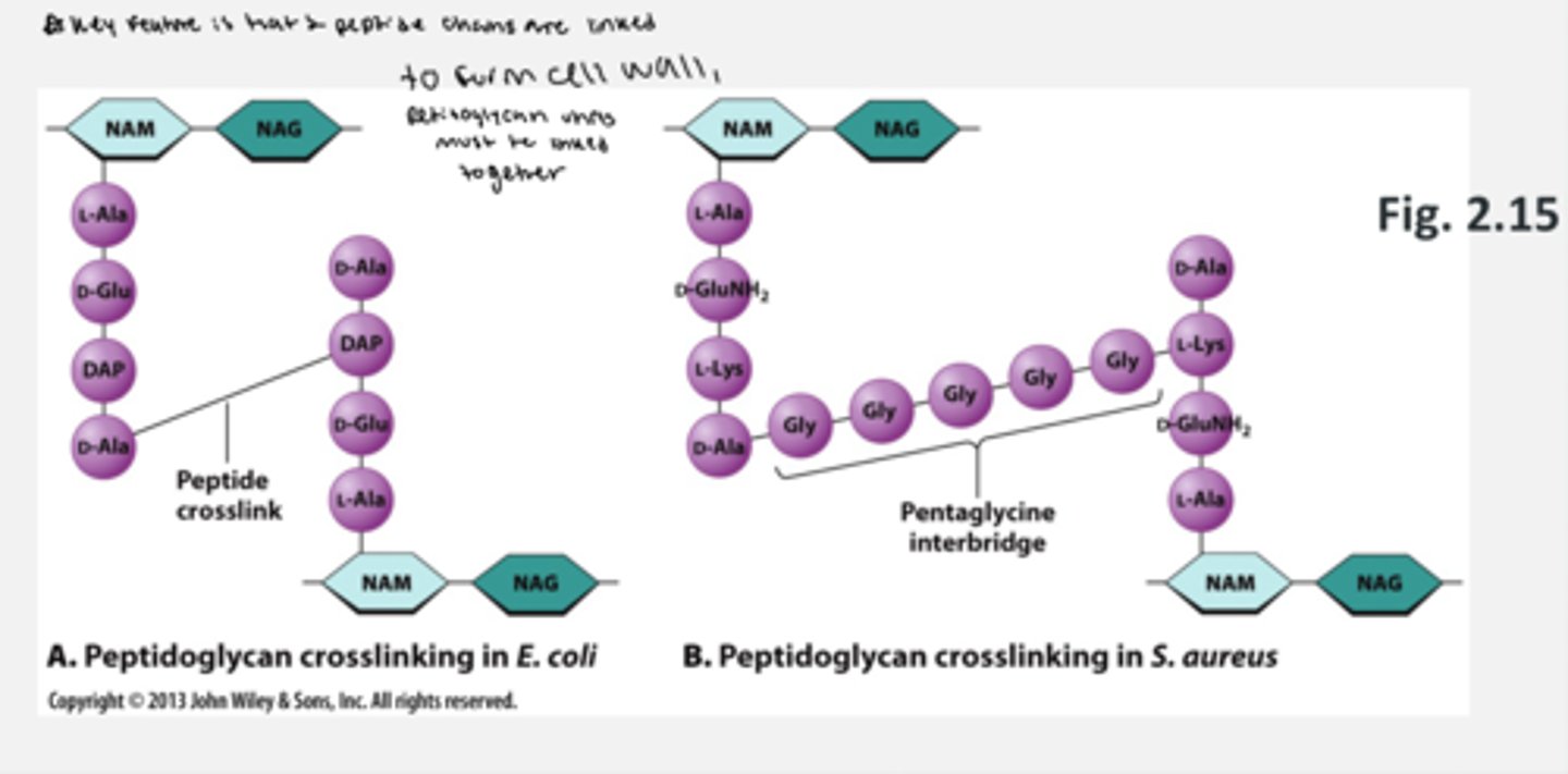 <p>- amino acids on the peptide on NAM can vary from species to species</p><p>- the way the peptides are cross-linked in the cell wall can also vary</p><p>the key feature is that the 2 peptides are linked</p>