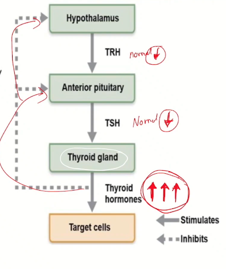 <ul><li><p>Hypothalamus is going to release Thyroid Releasing Hormone</p></li><li><p>Anterior Pituitary Gland is going to release Thyroid Stimulating Hormone.</p></li><li><p>Thyroid is going to release hormones towards the target tissue.</p></li><li><p>The release of thyroid hormones is regulated by a negative feedback loop, if there is too much thyroid hormone, then production of TRH and TSH will be shut down.</p></li></ul><p></p>