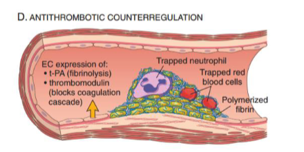 <p>expression of t-PA (—&gt; fibrinolysis) and thrombomodulin (blocks coagulation cascade) will counter excess clotting </p>