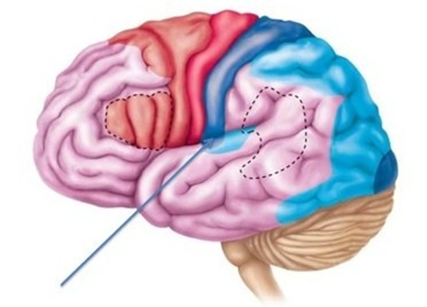 <p>-involves in hearing<br>-receives information from both ears<br>-processes auditory information</p>