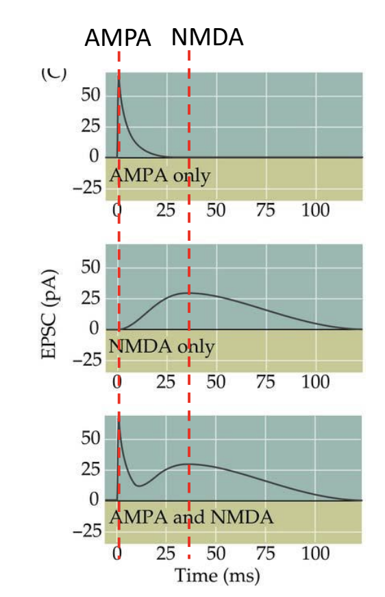* AMPA/Kainate-EPSC is faster than NMDA EPSC