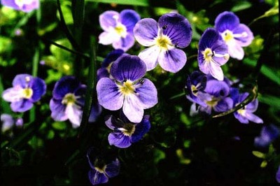 <p><span>What is the most likely pollinator of a large, bright blue flower, sweet smelling, with yellow spots&nbsp;leading to the center, that is held horizontally from the stem?</span></p>