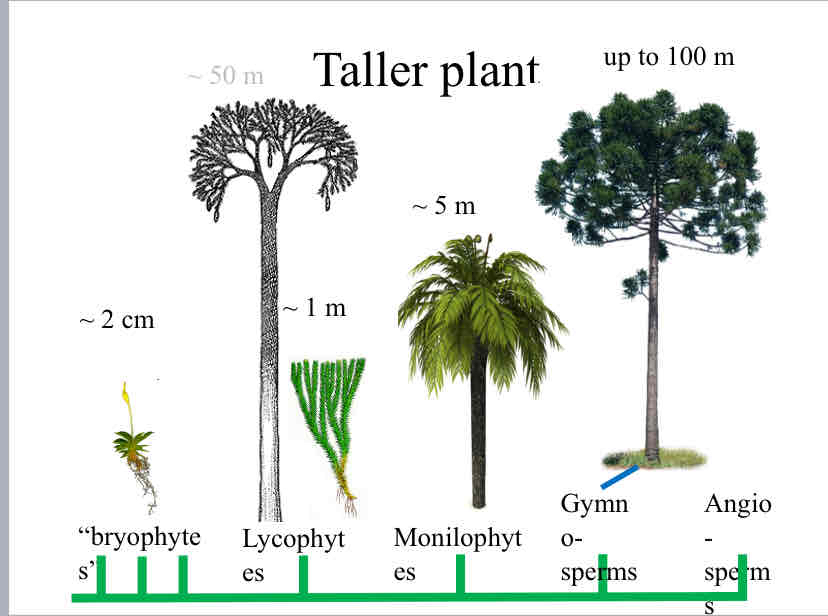 <p>Evolutionary Trends (Height) </p>