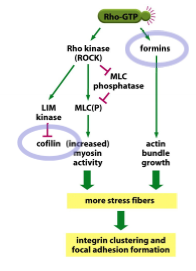 <p>direct interaction with Rho kinase (ROCK); formins control actin bundle growth; more stress fibers and integrin clustering and focal adhesion formation</p>