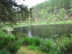 a pond