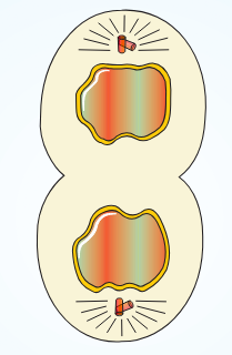 <p>Which stage of Mitosis is this?</p>