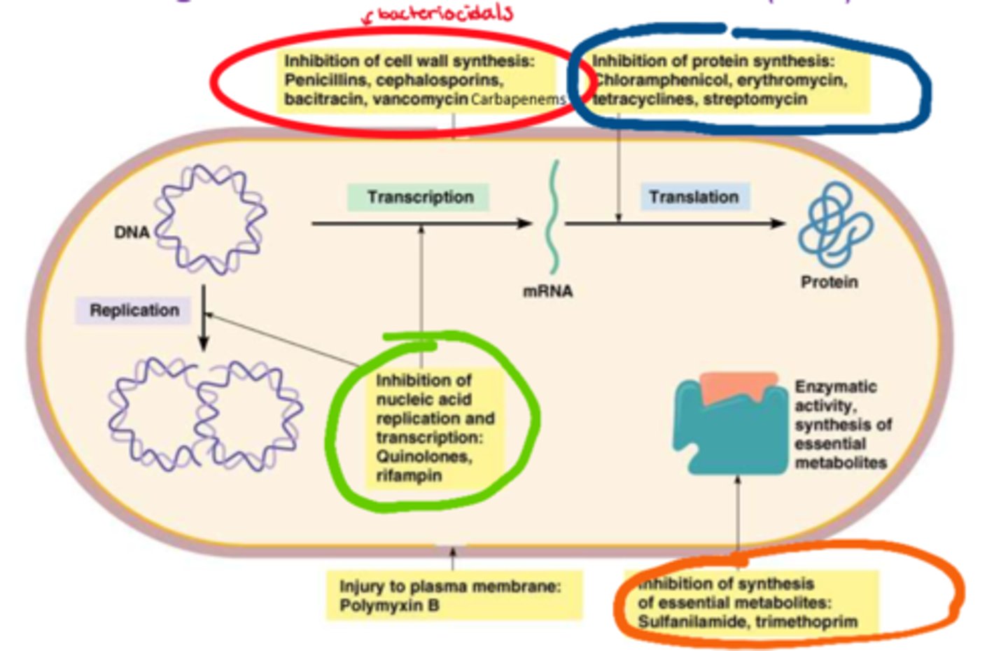 <p>- cell wall synthesis inhibitors (bactericidal, causes cell lysis)</p><p>- protein synthesis inhibitors</p><p>- antimetabolites (inhibits enzymatic &amp; synthesis of metabolites)</p><p>- nucleic acids inhibitors (inhibits DNA replication &amp; transcription)</p>