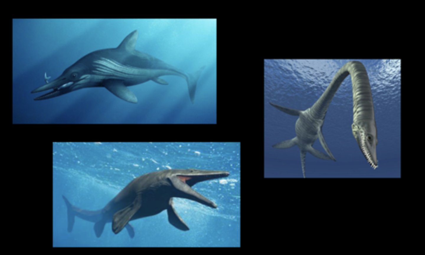 <p>these are all extinct reptiles that belong to extinct orders within class reptilia</p><p>-all were marine predators</p><p>-Ichthy were viviparous</p>