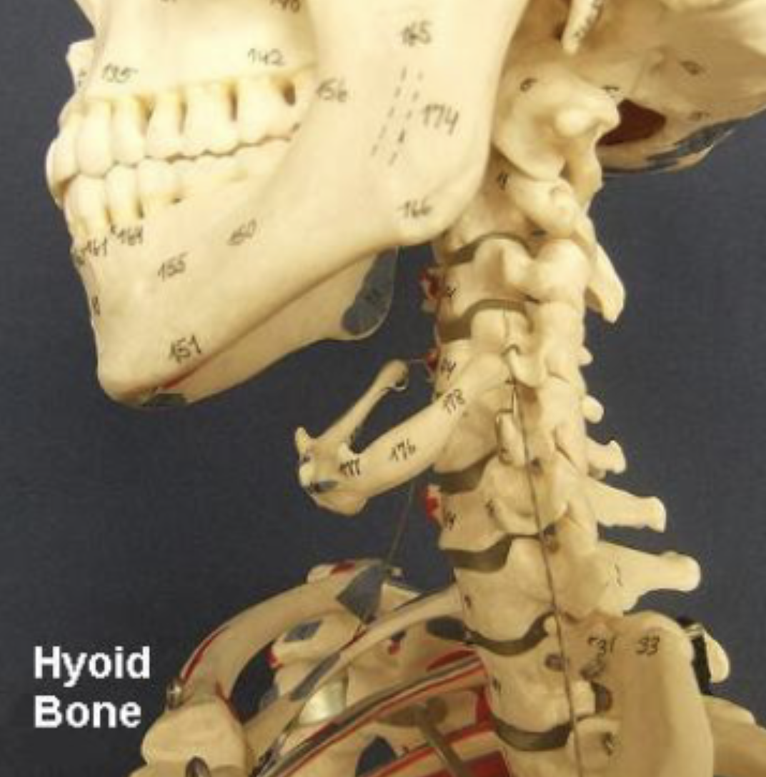 <p>Hyoid Bone </p>