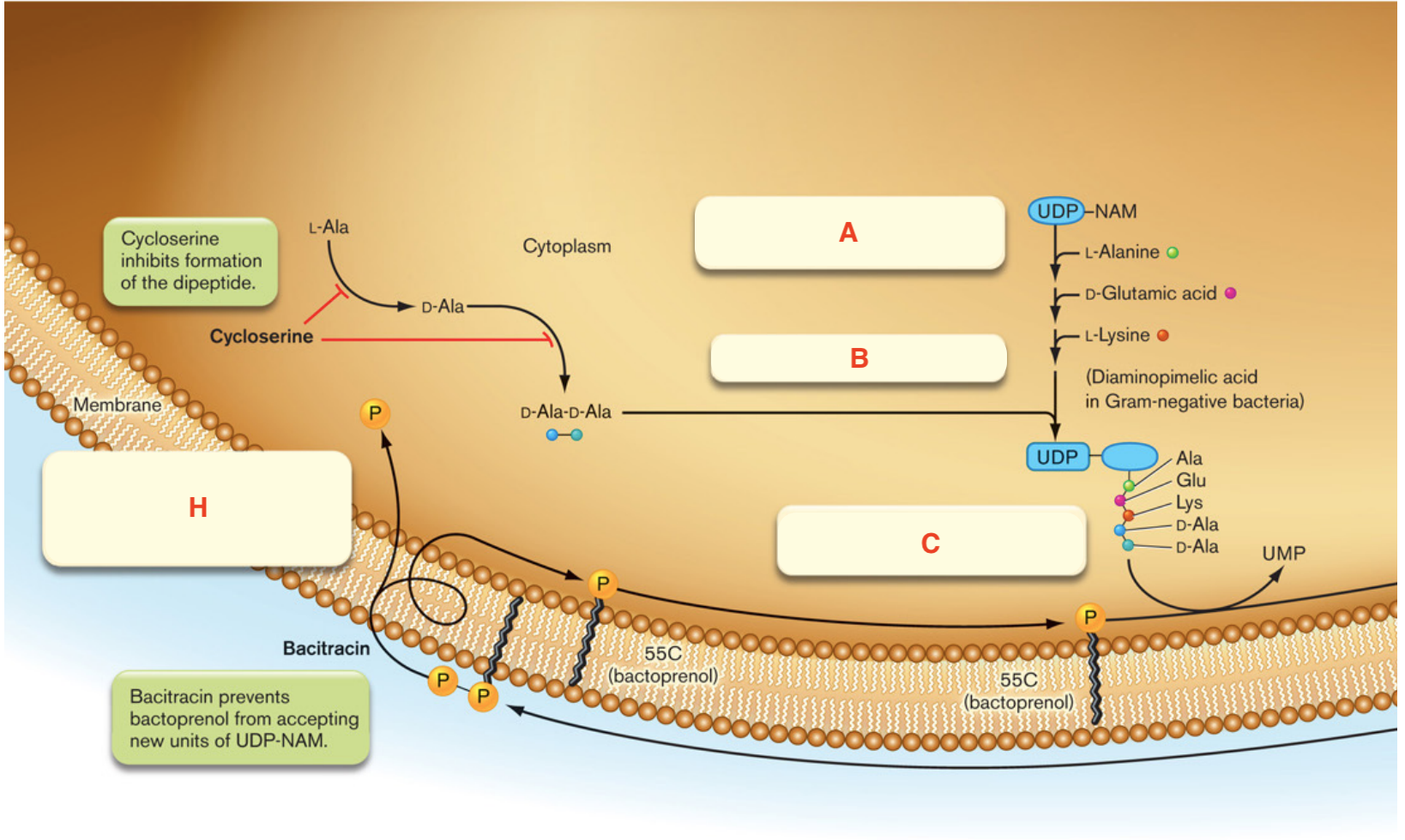 <p>The following is a Diagram of Peptidoglycan synthesis in a Gram Positive Bacterium. What does <strong>H </strong>denote?</p>