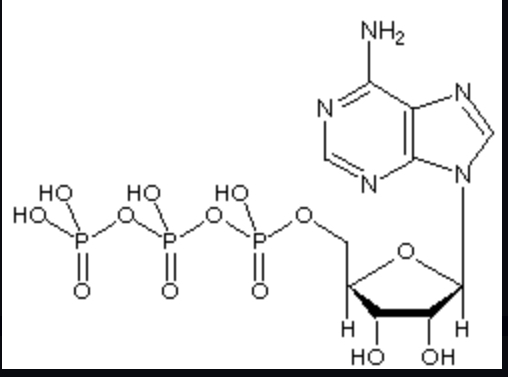 <p>Composed of a sugar ribose, nitrogenous base adenine, and a chain of three phosphate groups bonded to it.</p>