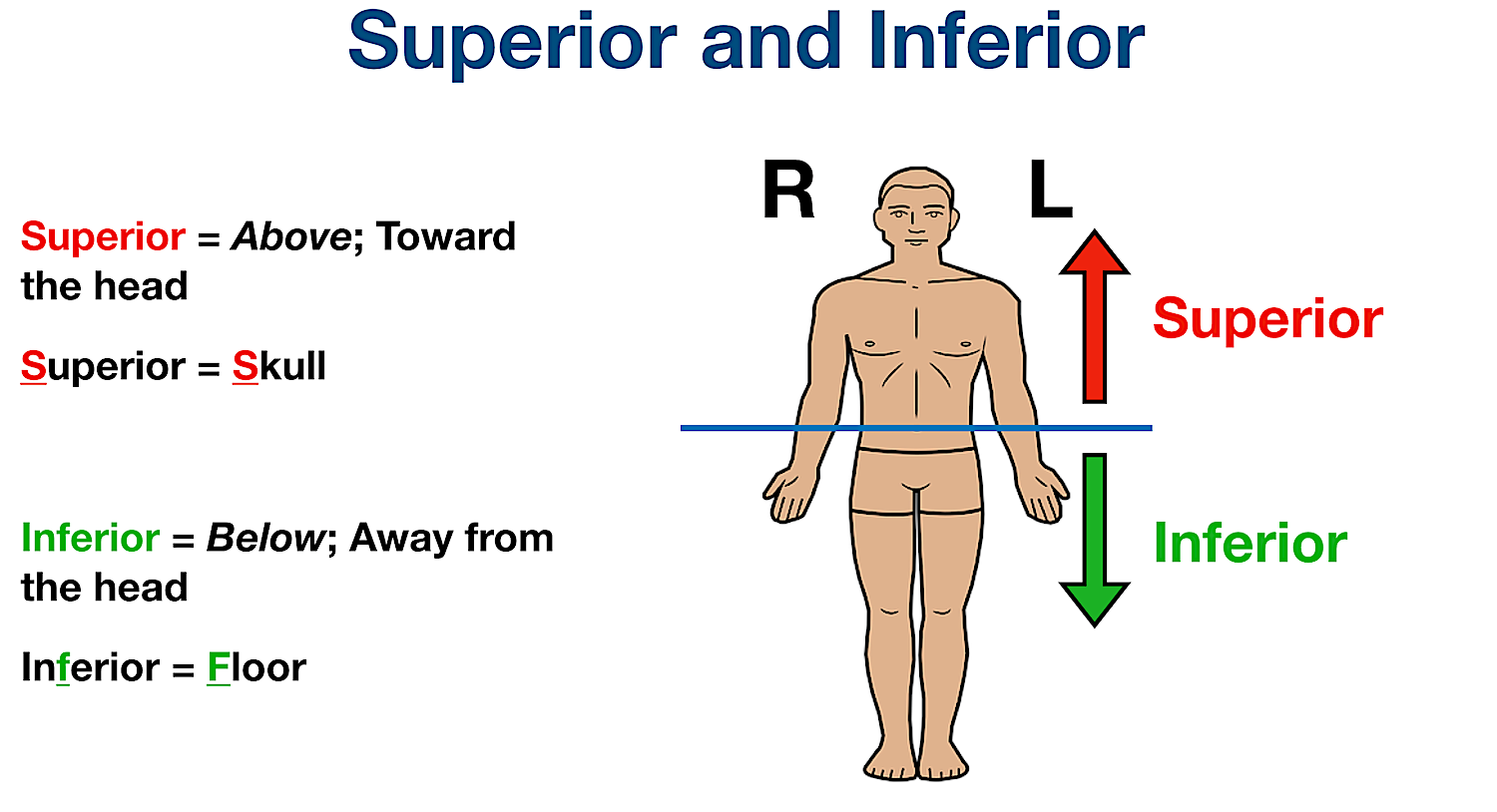 Superior: above, towards the head

Inferior: below, away from the head