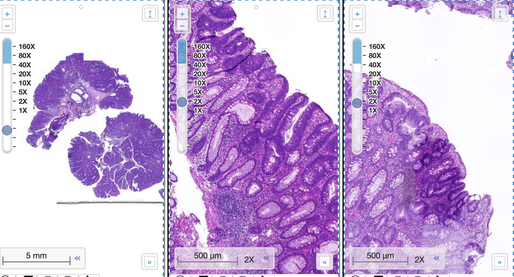 <p>Welk preparaat</p>