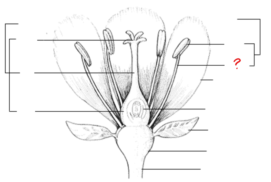 <p>identify the part labeled with a question mark; a stalk-like structure that attaches to the base of the flower and supports the anther</p>