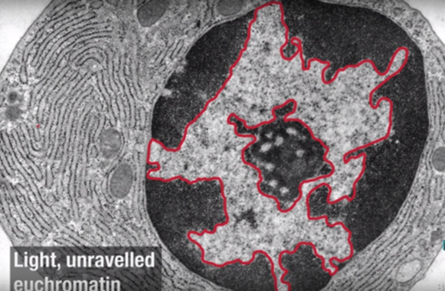 <p>Loosely packed, active form of DNA.</p>