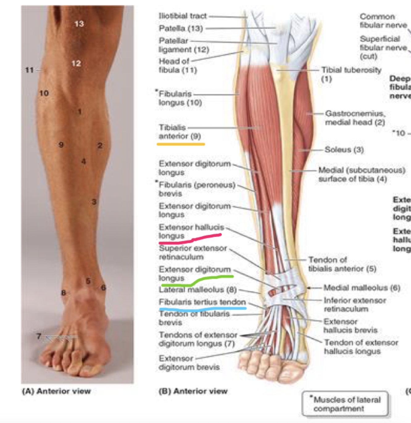 <p>dorsiflexion </p><ul><li><p>tibialis anterior (TA)</p></li><li><p>extensor hallucis longus (EHL)</p></li><li><p>extensor digitorum longus (EDL)</p></li><li><p>fibularis tertius</p></li></ul><p></p>