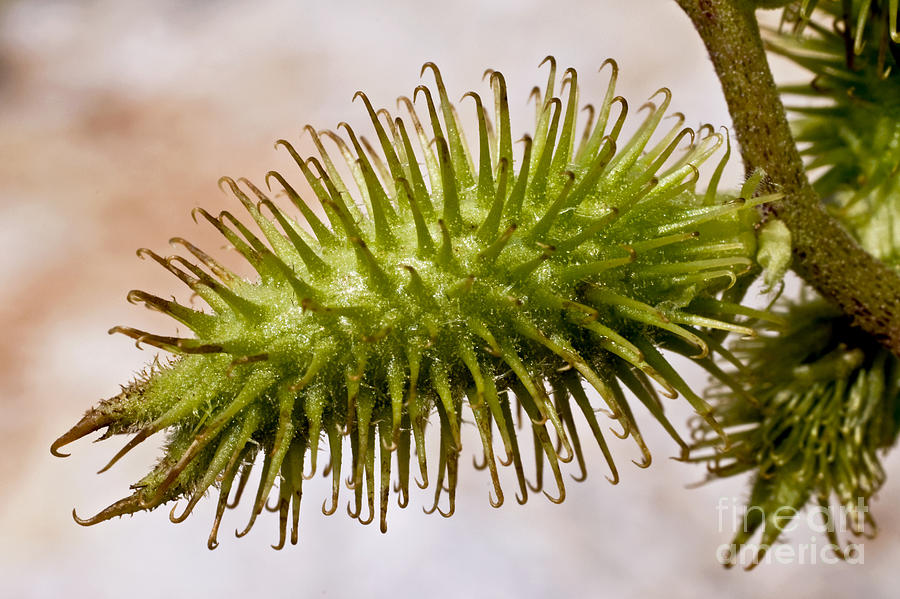 <p>What kind of fruit is a cocklebur?</p>